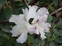 Rhododendron Dendricola (fam. Ericacees) (Myanmar, Inde, Chine) (Photo F. Mrugala, Lyon, Parc de la tete d'or) (1)